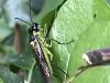 Tenthredo mesomela